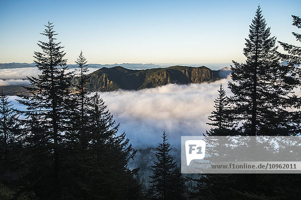 Nebel füllt die Täler in der Morgendämmerung am Saddle Mountain; Hamlet  Oregon  Vereinigte Staaten von Amerika'.