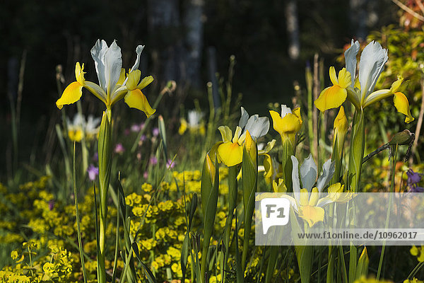 Holländische Iris blüht in einem Garten; Astoria  Oregon  Vereinigte Staaten von Amerika'.