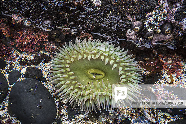Grüne Riesenanemone (Anthopleura xanthogrammica)  Pflanzen und Tiere in der Gezeitenzone; Newport  Oregon  Vereinigte Staaten von Amerika'.