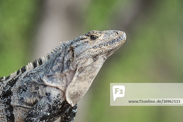 'Black iguana (Ctenosaura similis); Manuel Antonio  Puntarenas  Costa Rica'