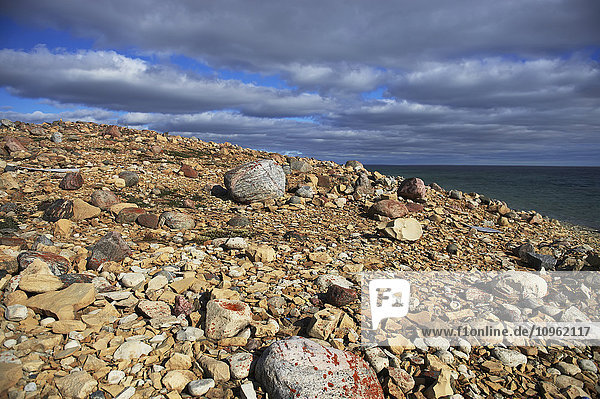 Felsentundra  westlicher Arm des Arktischen Ozeans; Kitikmeot Region  Nunavut  Kanada'.