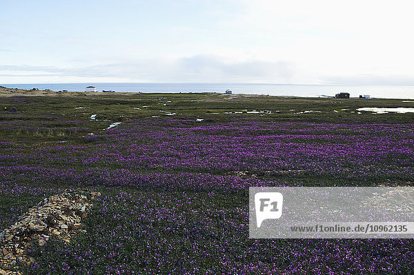 Wildblumen in der Tundra und am Arktischen Ozean  Western Arm; Nunavut  Kanada