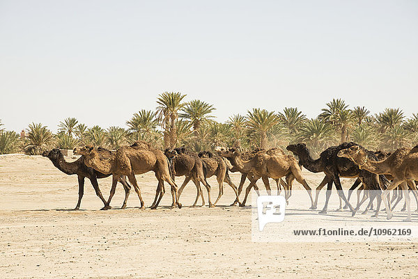 Kamele in der Wüste Sahara  in der Nähe von Merzouga; Marokko'.