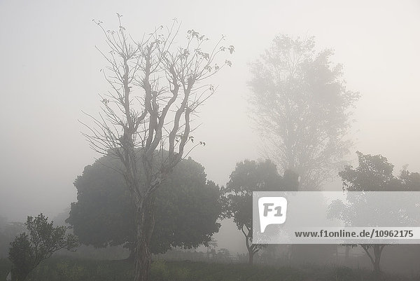 Frühmorgendlicher Nebel bedeckt das Flussufer in der Nähe des Doothtawaddy-Flusses; Hsipaw  Myanmar'.