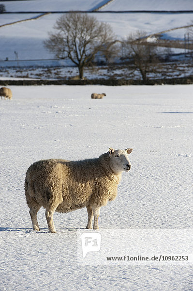 'Cheviot sheep in snow covered field; Cumbria  England'