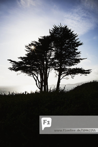 Die Silhouette eines Baumes vor einem strahlend blauen Himmel und Wolken mit der Pazifikküste am Fort Point; San Francisco  Kalifornien  Vereinigte Staaten von Amerika'.