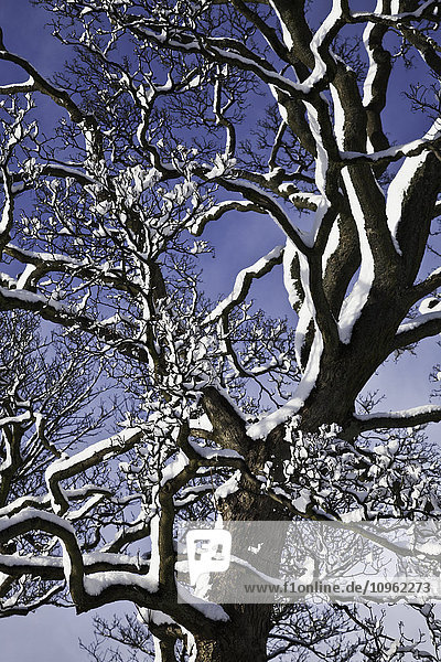 Schnee auf einem blattlosen Baum vor einem blauen Himmel; Dore Sheffield  South Yorkshire  England