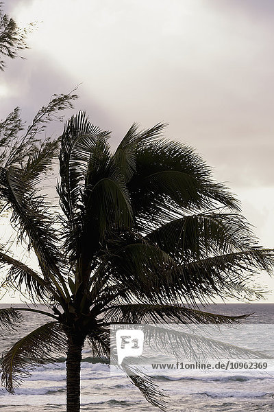 Morgensonnenaufgang durch die Palmen am Lydgate Beach; Wailua  Kauai  Hawaii  Vereinigte Staaten von Amerika'.