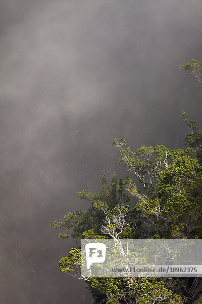 Bäume  die aus den Wolken auftauchen  gesehen vom Kalalau Valley Lookout; Kalalau  Kauai  Hawaii  Vereinigte Staaten von Amerika'.