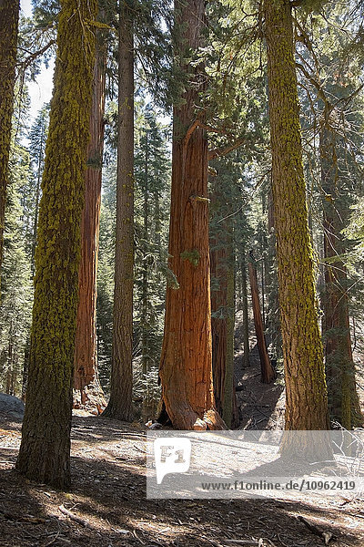 Sequoia-Hain (Sequoiadendron giganteum)  Sequoia National Park; Kalifornien  Vereinigte Staaten von Amerika'.
