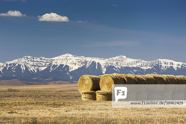 'Two rows of stacked hay bales in a stubble field with snow capped mountains in the background with blue sky and clouds; Alberta  Canada'