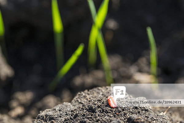 Nahaufnahme eines behandelten Weizenkorns auf dem Boden mit ersten Blättern im Hintergrund; Alberta  Kanada'.