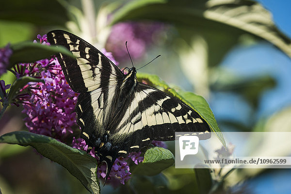 Ein Schwalbenschwanzfalter sucht Nektar an einem Schmetterlingsstrauch; Astoria  Oregon  Vereinigte Staaten von Amerika'.