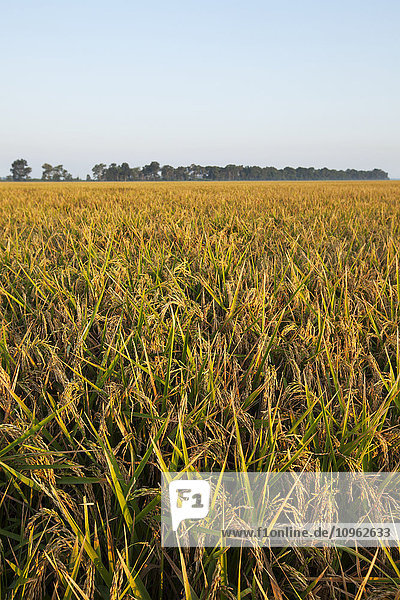 Reis im Erntestadium; England  Arkansas  Vereinigte Staaten von Amerika .