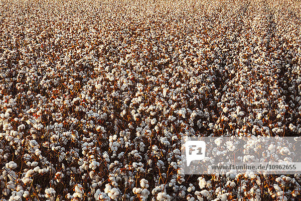 'Open cotton at the harvest stage at sunrise; England  Arkansas  United States of America'