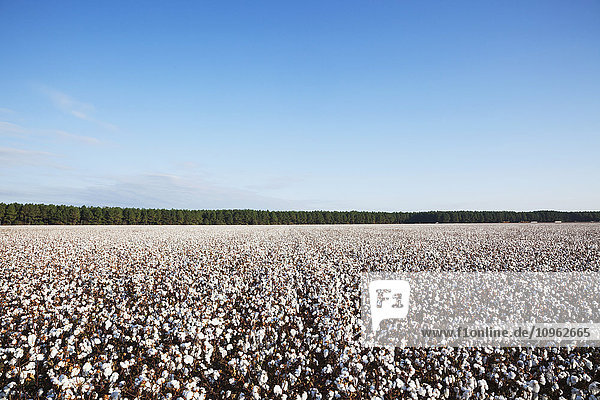 'Open cotton at the harvest stage; England  Arkansas  United States of America'