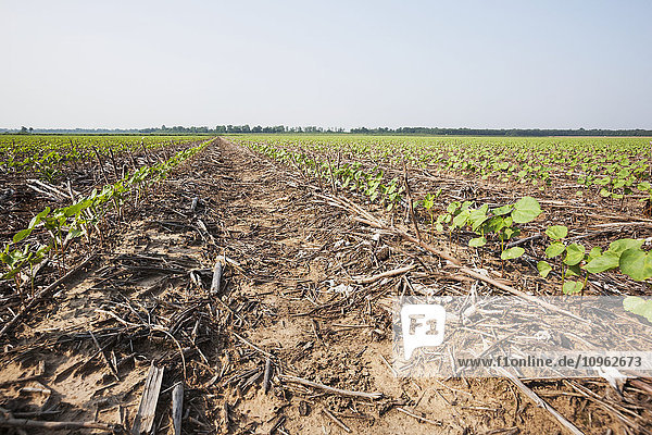 'No till cotton seedlings growing on beds where no till corn and no till cotton have been produced in previous years; England  Arkansas  United States of America'
