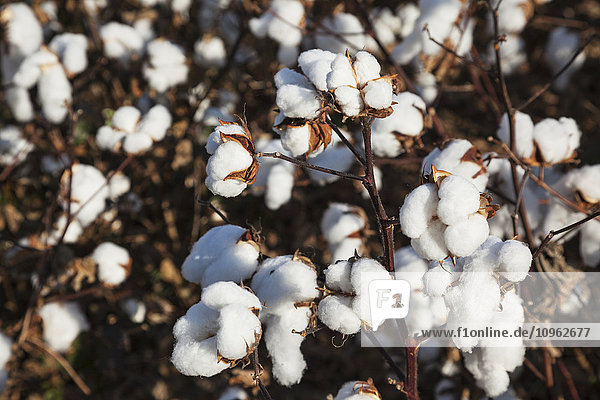 Offene Baumwolle in der Erntephase; England  Arkansas  Vereinigte Staaten von Amerika