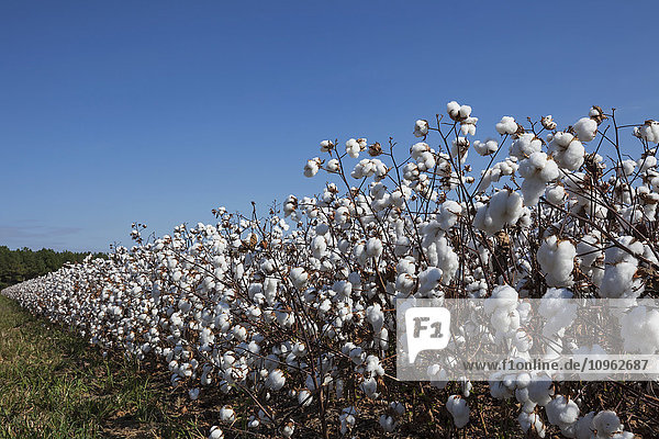 'Field of open cotton at the harvest stage  Roundup ready  no till; England  Arkansas  United States of America'