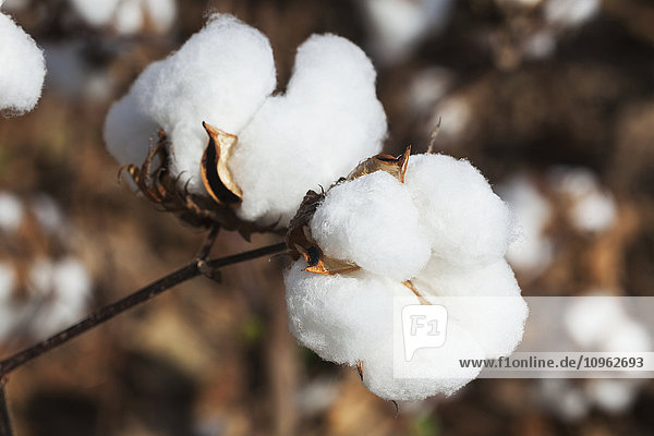 'Close up of open boll of cotton; England  Arkansas  United States of America'