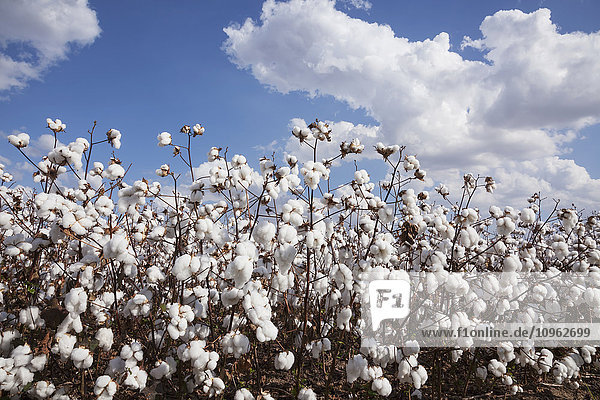 'Open cotton at harvest stage; England  Arkansas  United States of America'