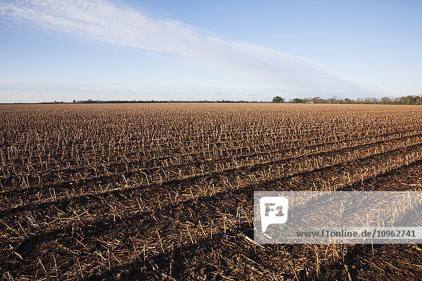 Stoppeln der im vorangegangenen Herbst geernteten Baumwolle ohne Bodenbearbeitung; England  Arkansas  Vereinigte Staaten von Amerika .