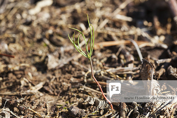 'Close up of pine tree seedling coming up in a field where no till cotton was mostly grown; England  Arkansas  United States of America'