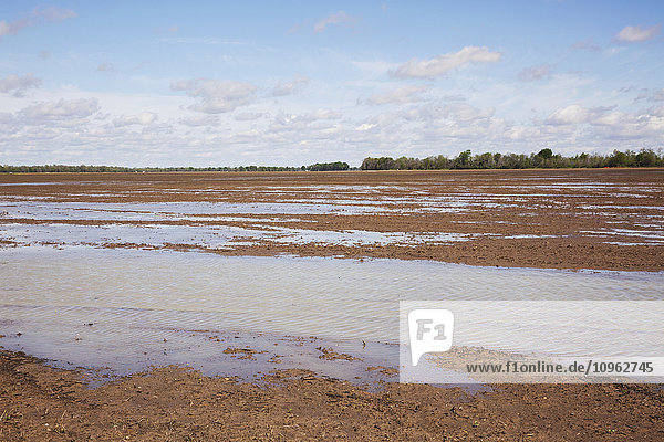 'Excess early spring moisture puddles on a field that was previously planted to rice; England  Arkansas  United States of America'
