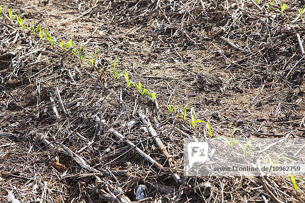 'No-till corn seedlings at 3 leaf stage  growing on bedded land where no-till cotton and no-till corn have been grown; England  Arkansas  United States of America'