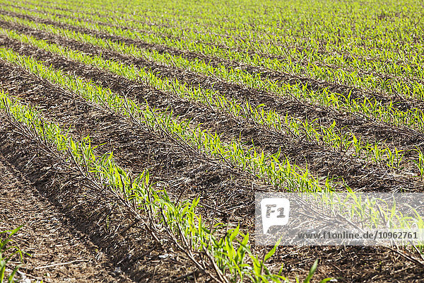 'No-till corn at 4-5 leaf stage growing on beds where no till cotton and no-till corn have grown in preceding years; England  Arkansas  United States of America'