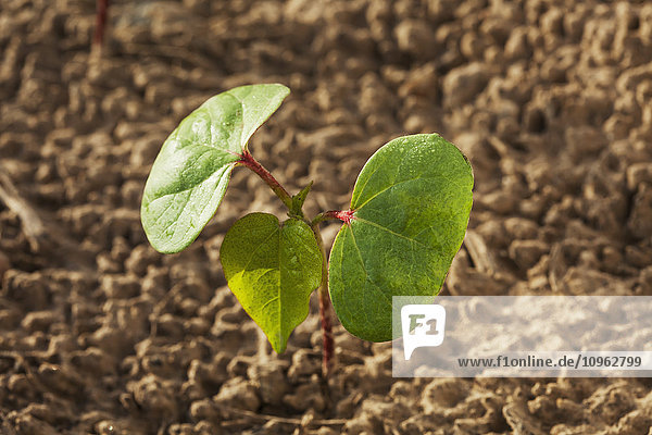 'Cotton seedling with first true leaf  conventional till system; England  Arkansas  United States of America'