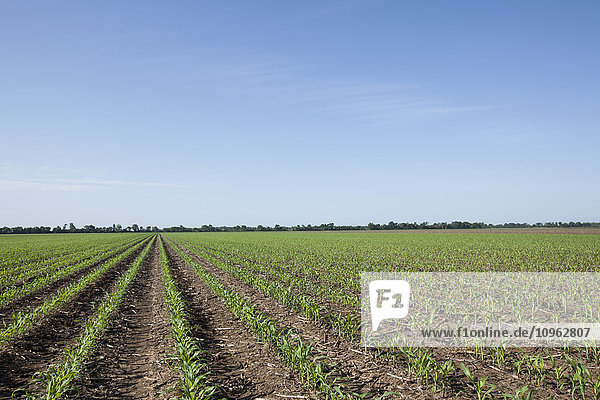 'Corn  5-6 leaf stage  reduced tillage method; England  Arkansas  United States of America'