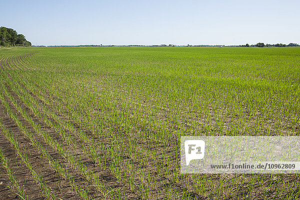 Feld mit Reispflanzen im Sämlingsstadium; England  Arkansas  Vereinigte Staaten von Amerika'.