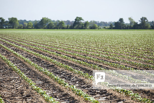'No till cotton seedlings growing where corn was the preceding crop; England  Arkansas  United States of America'