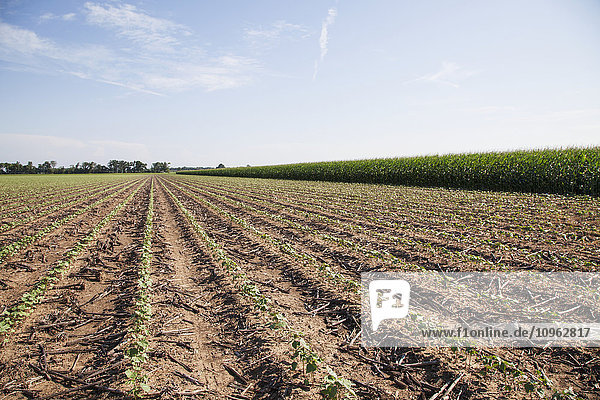 'No till cotton seedlings growing where corn was the preceding crop; England  Arkansas  United States of America'