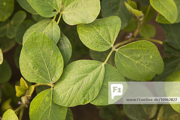 'Morning dew on soybean plant foliage; England  Arkansas  United States of America'