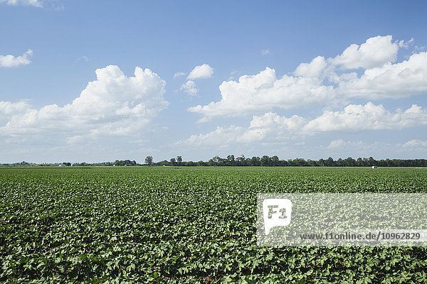'Mid summer cloud formations over Arkansas cotton field; England  Arkansas  United States of America'