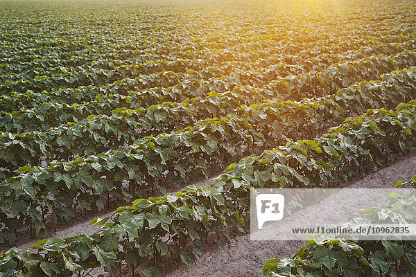 'Conventional till cotton field with furrow irrigation; England  Arkansas  United States of America'