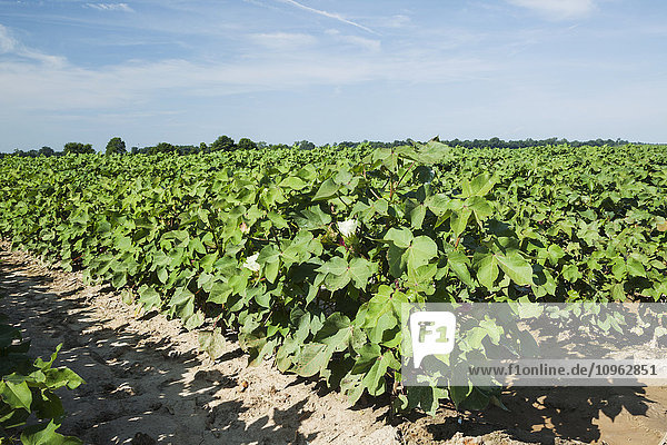 Konventionell angebaute Baumwolle in der Hauptblütezeit  Feld mit tiefen Furchen für die Furchenbewässerung; England  Arkansas  Vereinigte Staaten von Amerika
