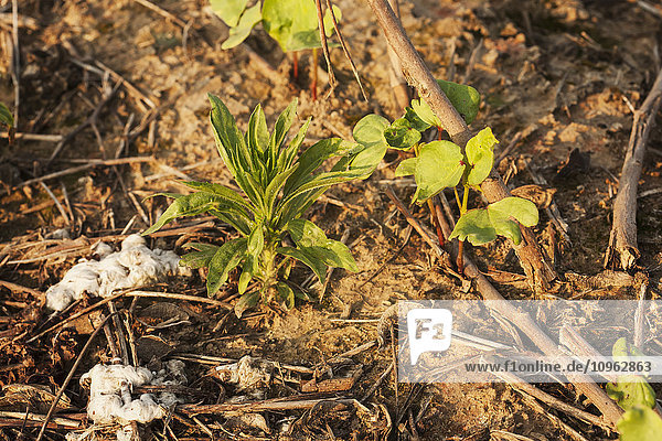 'Weed among cotton seedlings in a no till field; England  Arkansas  United States of America'