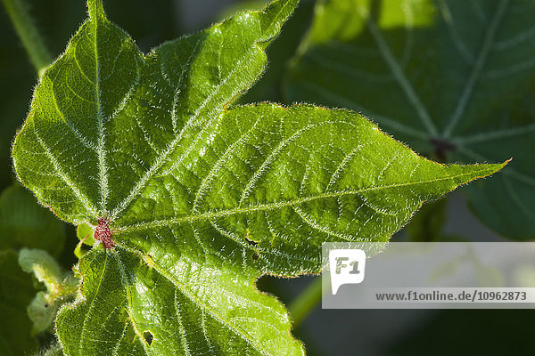 'Morning dew forms interesting outlines on veins on cotton plant leaf; England  Arizona  United States of America'