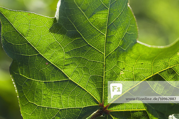 'Close up of cotton leaf; England  Arkansas  United States of America'