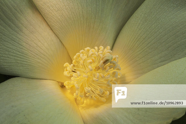 'Close up of interior of white cotton bloom  where pollination occurs; England  Arkansas  United States of America'