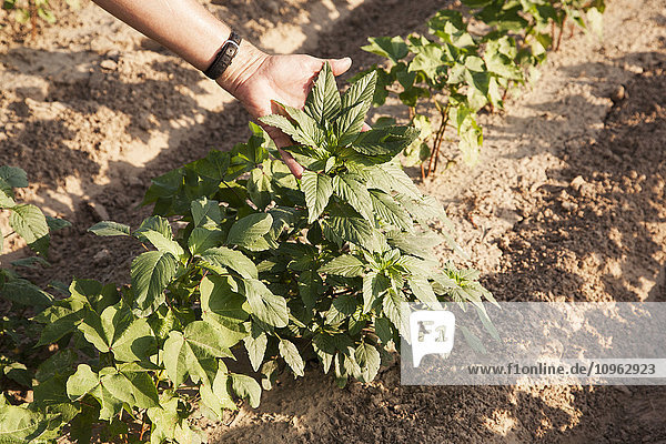 'Glyphosate-ready Palmer pigweed thriving (uncontrolled) in Roundup ready cotton where Rounduup has been applied and controlled other weed species; England  Arkansas  United States of America'