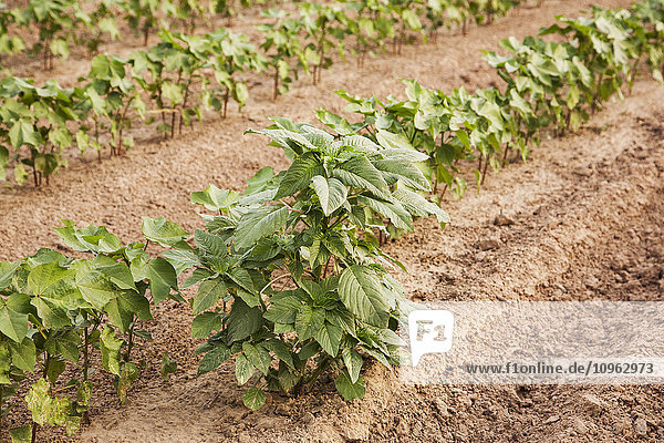 'Glyphosate-ready Palmer pigweed thriving (uncontrolled) in Roundup ready cotton where Roundup has been applied and controlled other weed species; England  Arkansas  United States of America'