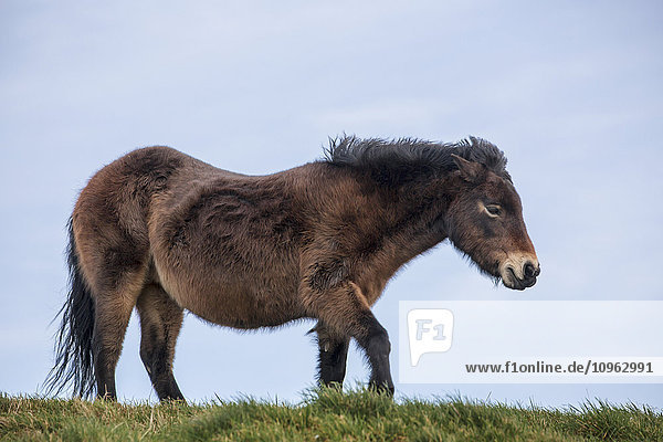 'Brown horse walking on grass with blue sky background; South Shields  Tyne and Wear  England'