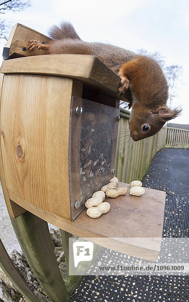 Ein Eichhörnchen entdeckt Erdnüsse  die auf dem Sims einer Vogelfutterstelle an einem Zaun liegen; Cumbria  England'.