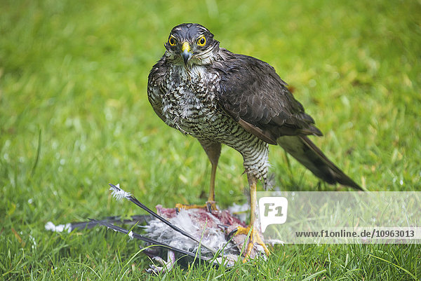 Ein Vogel steht auf einem toten Vogel im Gras; Whitburn  England'.