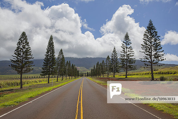 Die von Bäumen gesäumte sonnige Manele Road  Highway 440; Lanai  Hawaii  Vereinigte Staaten von Amerika'.