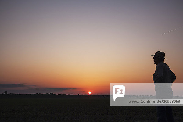 Landwirt prüft sein Feld mit Maissetzlingen bei Sonnenaufgang; England  Arkansas  Vereinigte Staaten von Amerika'.